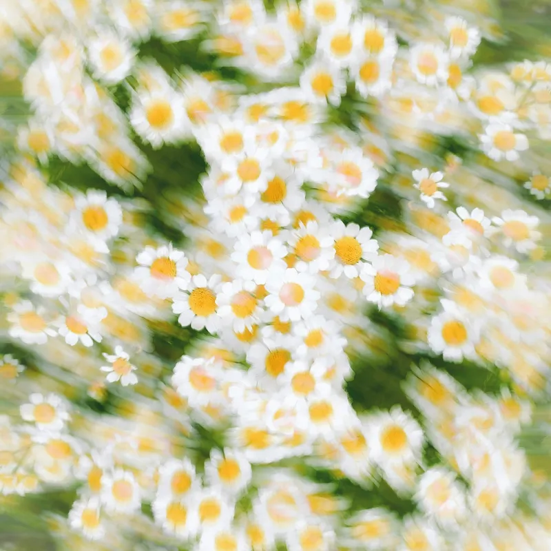 Tablou Canvas, "Dansul eteric al margaretelor în floare", Flori, Margarete, Mișcare, Energie, Culori, Natură, Vise, Artă, 50 x 50 cm – poza 2