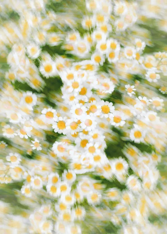Tablou Canvas, "Dansul eteric al margaretelor în floare", Flori, Margarete, Mișcare, Energie, Culori, Natură, Vise, Artă, 50 x 70 cm – poza 2