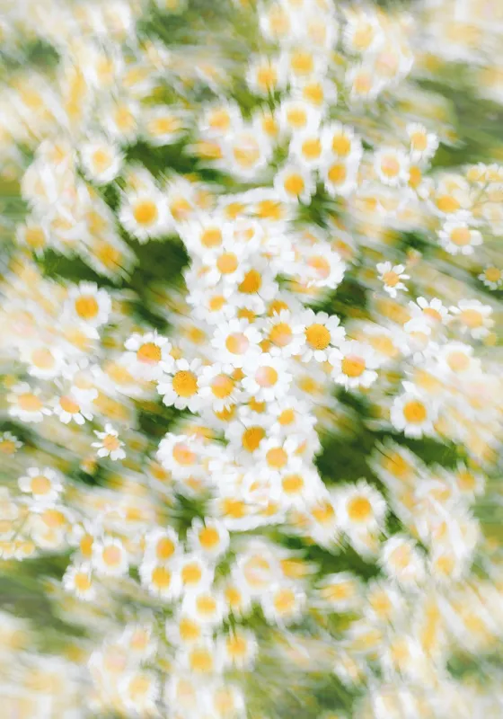 Tablou Canvas, "Dansul eteric al margaretelor în floare", Flori, Margarete, Mișcare, Energie, Culori, Natură, Vise, Artă, 70 x 100 cm – poza 2