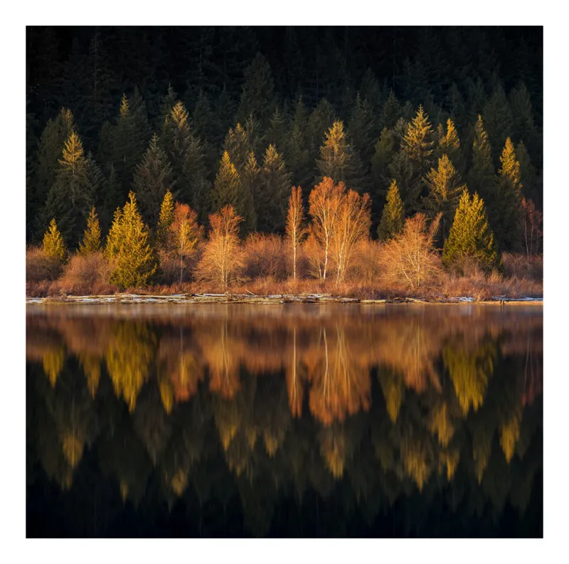 Tablou Canvas, "Lumina aurie în pădurea adormită", Reflecție, Pădure, Lac, Copaci, Toamnă, Apus, Lumină, Frumusețe, Natură, Serenitate, 39 x 26 cm