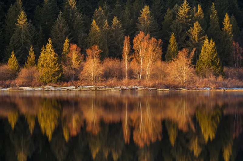 Tablou Canvas, "Lumina aurie în pădurea adormită", Reflecție, Pădure, Lac, Copaci, Toamnă, Apus, Lumină, Frumusețe, Natură, Serenitate, 150 x 100 cm – poza 2