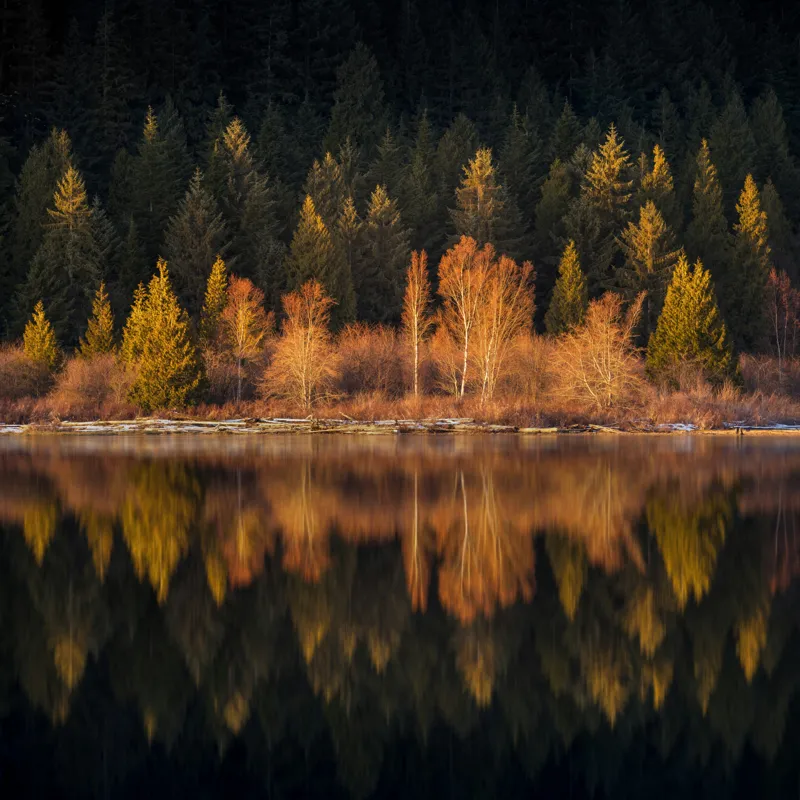 Tablou Canvas, "Lumina aurie în pădurea adormită", Reflecție, Pădure, Lac, Copaci, Toamnă, Apus, Lumină, Frumusețe, Natură, Serenitate, 50 x 50 cm – poza 2