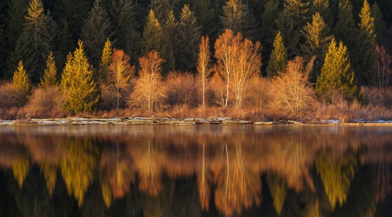 Tablou Canvas, "Lumina aurie în pădurea adormită", Reflecție, Pădure, Lac, Copaci, Toamnă, Apus, Lumină, Frumusețe, Natură, Serenitate, 90 x 50 cm – poza 2