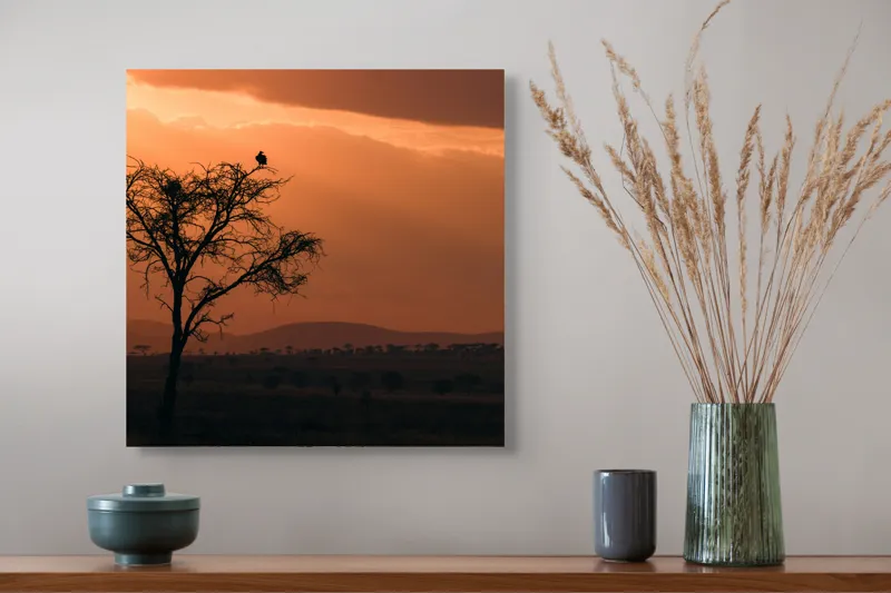 Tablou Canvas, "Un vultur la apus în savană", Apus, Copac, Pasăre, Siluetă, Serengeti, Cer, Peisaj, Natură, Culoare, Lumină, 50 x 50 cm – poza 4