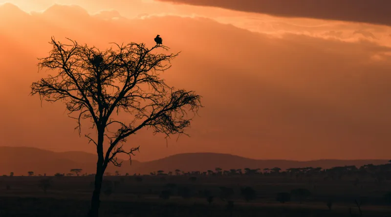 Tablou Canvas, "Un vultur la apus în savană", Apus, Copac, Pasăre, Siluetă, Serengeti, Cer, Peisaj, Natură, Culoare, Lumină, 90 x 50 cm – poza 2