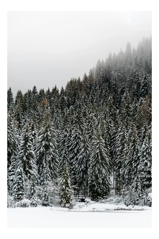 Tablou Canvas, "Tăcerea pădurii în iarnă liniștită", Munte, Brazi, Zăpadă, Ceață, Calm, Natură, Iarnă, Frig, Tăcere, Frumusețe, 100 x 100 cm