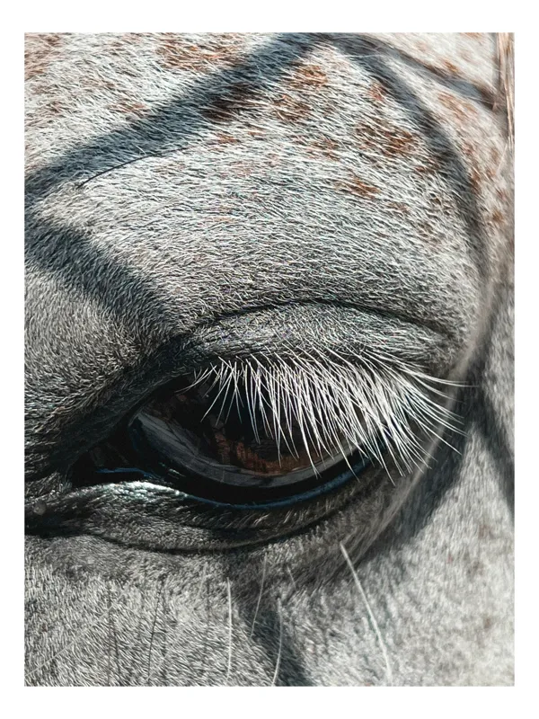 Tablou Canvas, "Ochii misterioși ai zebrei africane", Nu pot spune cine este în imagine., 39 x 54 cm