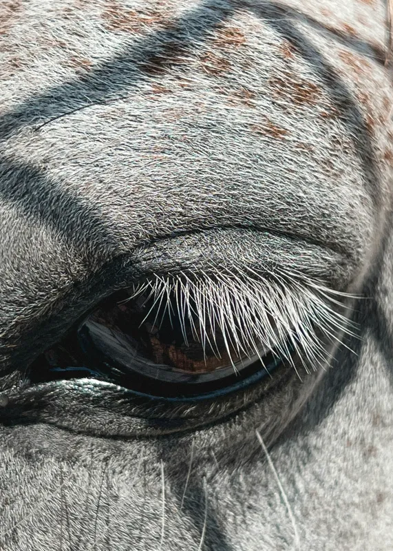 Tablou Canvas, "Ochii misterioși ai zebrei africane", Nu pot spune cine este în imagine., 50 x 70 cm – poza 2