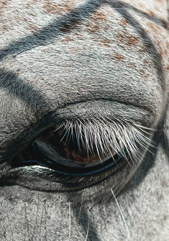 Tablou Canvas, "Ochii misterioși ai zebrei africane", Nu pot spune cine este în imagine., 70 x 100 cm – poza 2