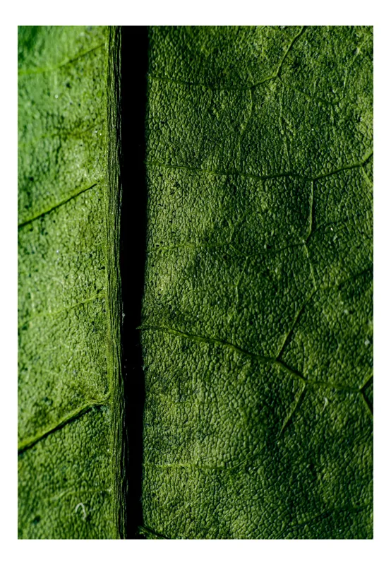 Tablou Canvas, "Texturi verzi naturale în detaliu", Frunze, Verde, Venuțe, Textură, Natură, 50 x 70 cm