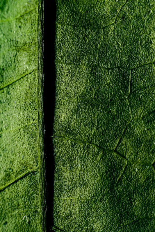 Tablou Canvas, "Texturi verzi naturale în detaliu", Frunze, Verde, Venuțe, Textură, Natură, 100 x 150 cm – poza 2