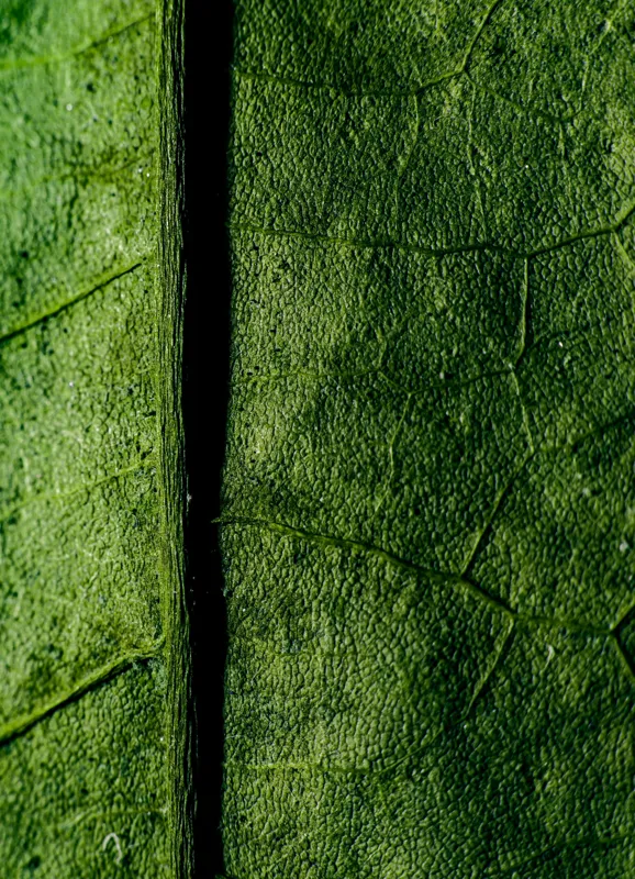 Tablou Canvas, "Texturi verzi naturale în detaliu", Frunze, Verde, Venuțe, Textură, Natură, 39 x 54 cm – poza 2