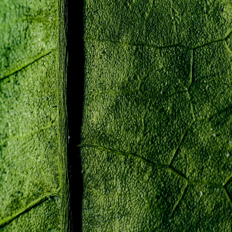 Tablou Canvas, "Texturi verzi naturale în detaliu", Frunze, Verde, Venuțe, Textură, Natură, 50 x 50 cm – poza 2