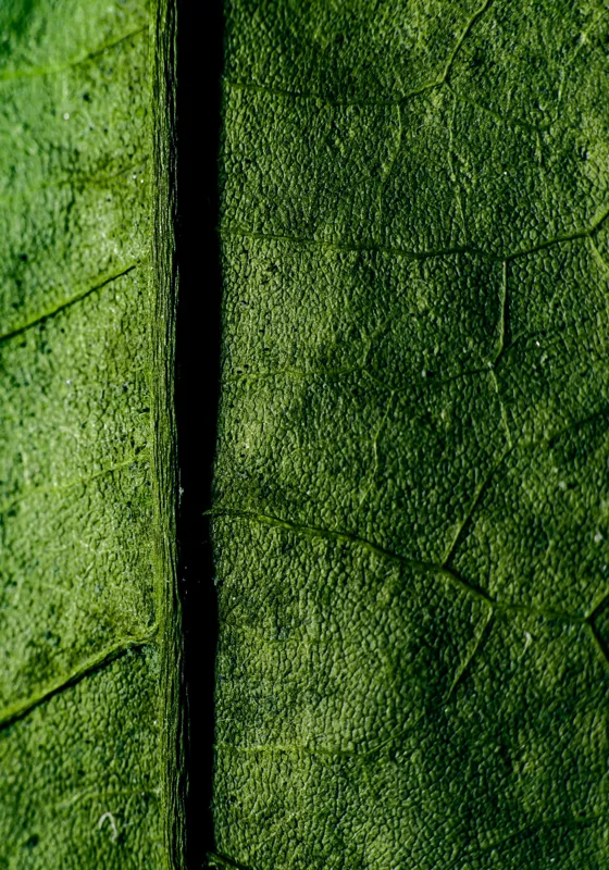 Tablou Canvas, "Texturi verzi naturale în detaliu", Frunze, Verde, Venuțe, Textură, Natură, 70 x 100 cm – poza 2
