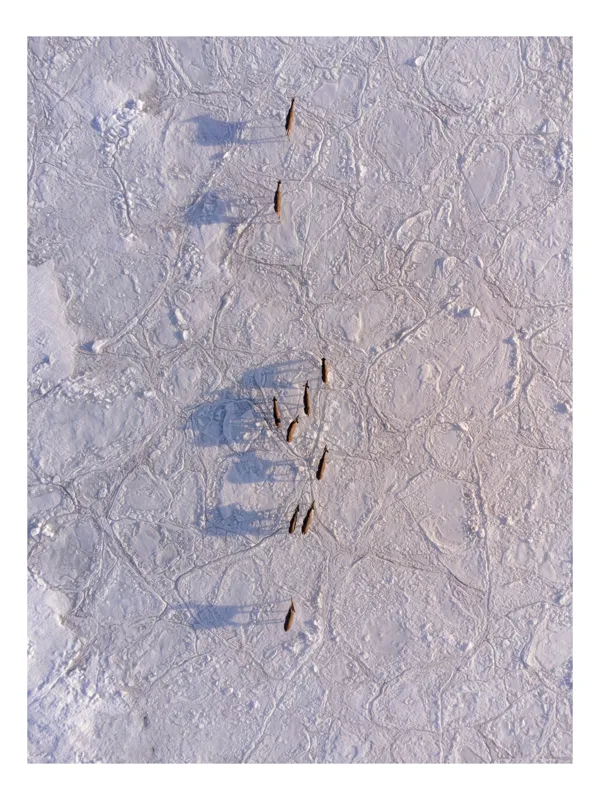 Tablou Canvas, "Siluete în mișcare pe zăpadă albă", Nu știu cine este în imagine., 70 x 100 cm