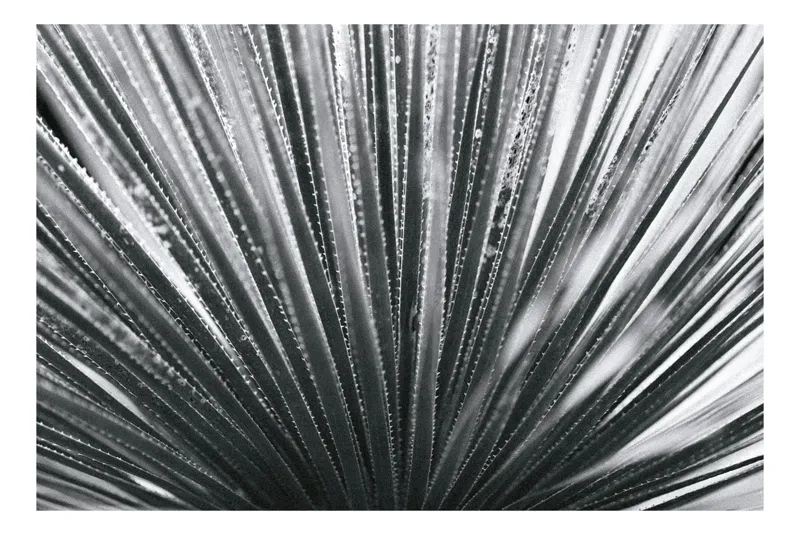 Tablou Canvas, "Frunze de palmier în zori gri", Radiant, Linear, Symmetrical, Textured, Organic, 70 x 50 cm