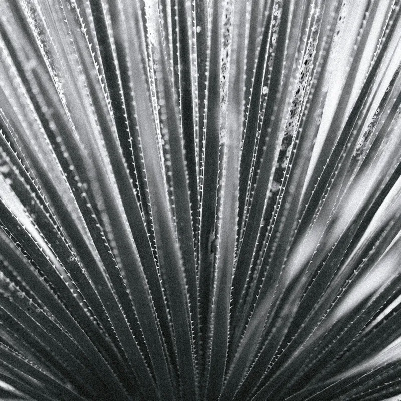 Tablou Canvas, "Frunze de palmier în zori gri", Radiant, Linear, Symmetrical, Textured, Organic, 100 x 100 cm – poza 2