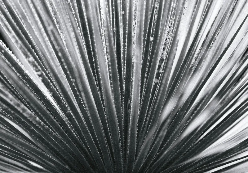 Tablou Canvas, "Frunze de palmier în zori gri", Radiant, Linear, Symmetrical, Textured, Organic, 100 x 70 cm – poza 2