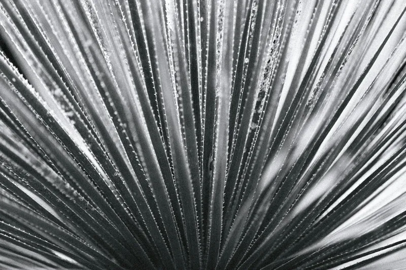 Tablou Canvas, "Frunze de palmier în zori gri", Radiant, Linear, Symmetrical, Textured, Organic, 150 x 100 cm – poza 2