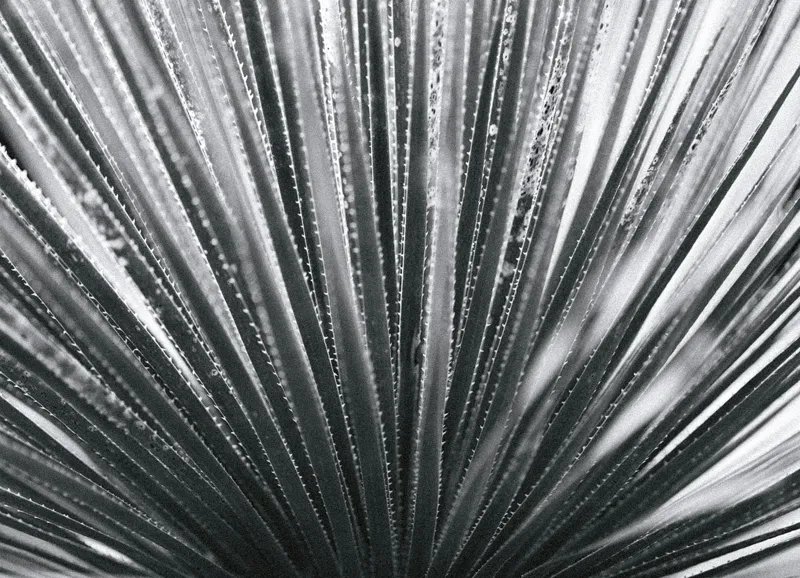 Tablou Canvas, "Frunze de palmier în zori gri", Radiant, Linear, Symmetrical, Textured, Organic, 54 x 39 cm – poza 2