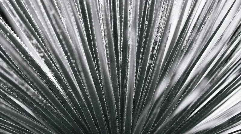 Tablou Canvas, "Frunze de palmier în zori gri", Radiant, Linear, Symmetrical, Textured, Organic, 90 x 50 cm – poza 2