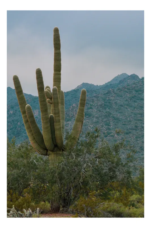 Tablou Canvas, Peisaj Deșert cu Cactus și Munți, Verde, 39 x 54 cm