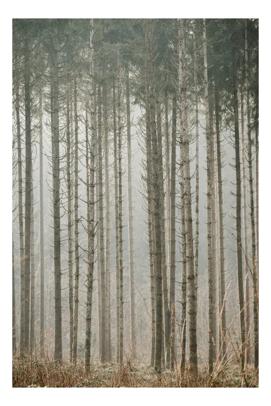 Tablou Canvas cu Pădure în Ceață, , Multicolor, 100 x 100 cm