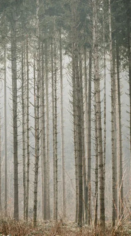 Tablou Canvas cu Pădure în Ceață, , Multicolor, 50 x 90 cm – poza 2