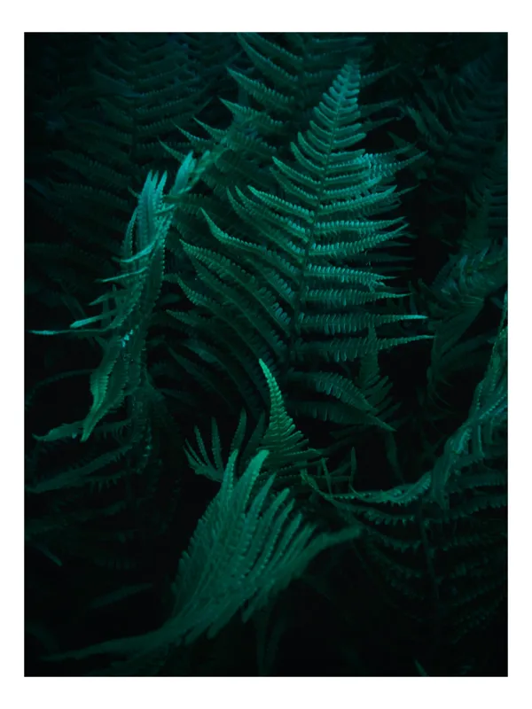 Tablou Canvas Frunziș Verde în Lumina Dimineții Natură și Calm, 26 x 39 cm