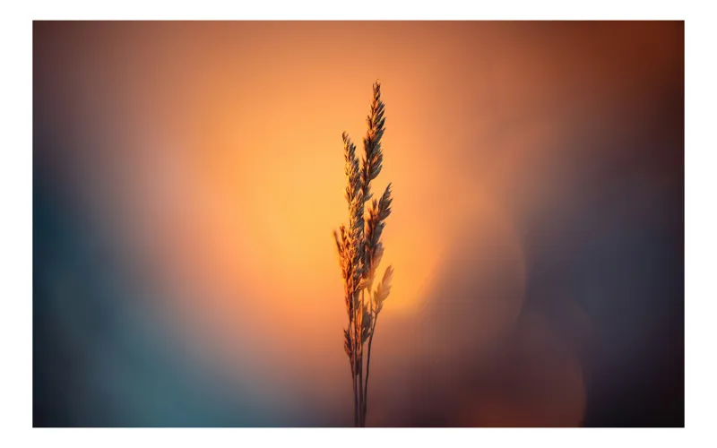 Tablou Canvas Natură Apus Siluetă Iarbă Lumină Contrast Simplitate, 100 x 70 cm