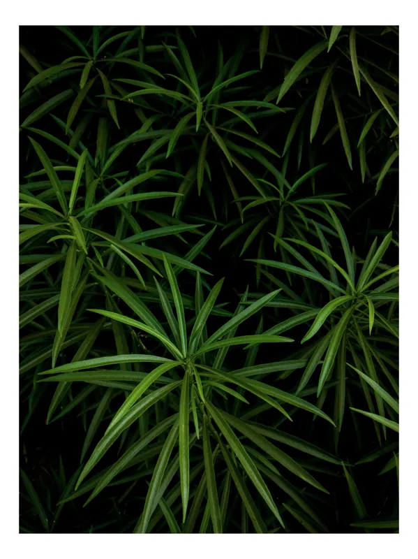 Tablou Canvas Frunziș Verde Natură Tropical Abundență Textură, 100 x 100 cm