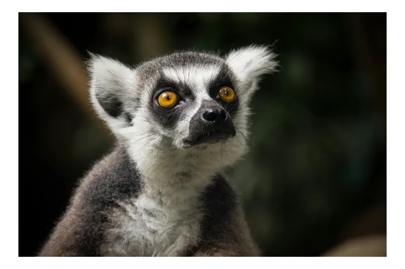 Tablou Canvas Lemur cu Privire Curioasă în Pădure, 54 x 39 cm