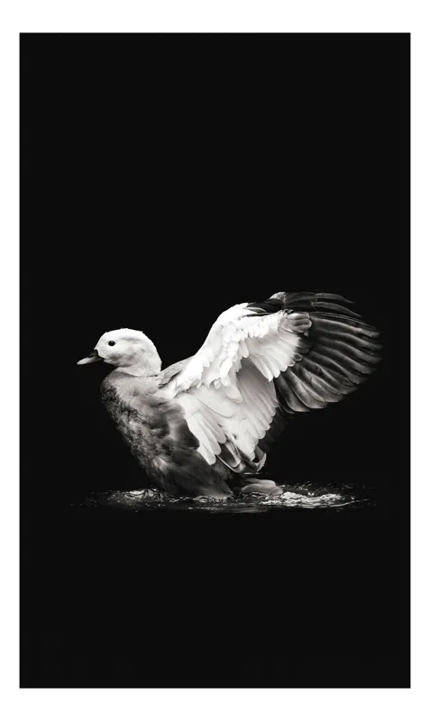 Tablou Canvas Pasăre Eleganță Siluetă Lumină Contrast Aripi, 100 x 150 cm