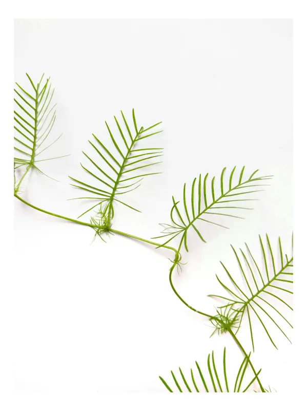 Tablou Canvas Frunze Verzi pe Fond Alb - Design Natural și Minimalist, 100 x 100 cm