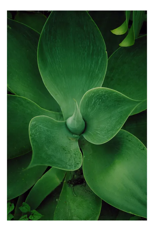 Tablou Canvas Frunze de Agavă Verde Simetrie Natură Eleganță, 26 x 39 cm