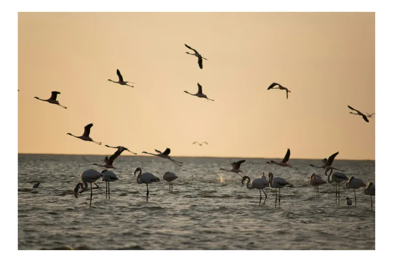 Tablou Canvas Flamingo dansând în lumina apusului, scenă naturală și serenă, 70 x 50 cm