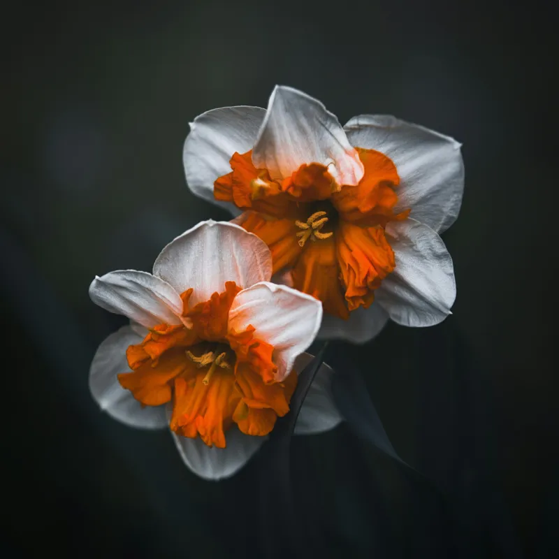 Tablou Canvas Flori de Narcisă în Lumină Difuză Artă Naturală, 100 x 100 cm – poza 2