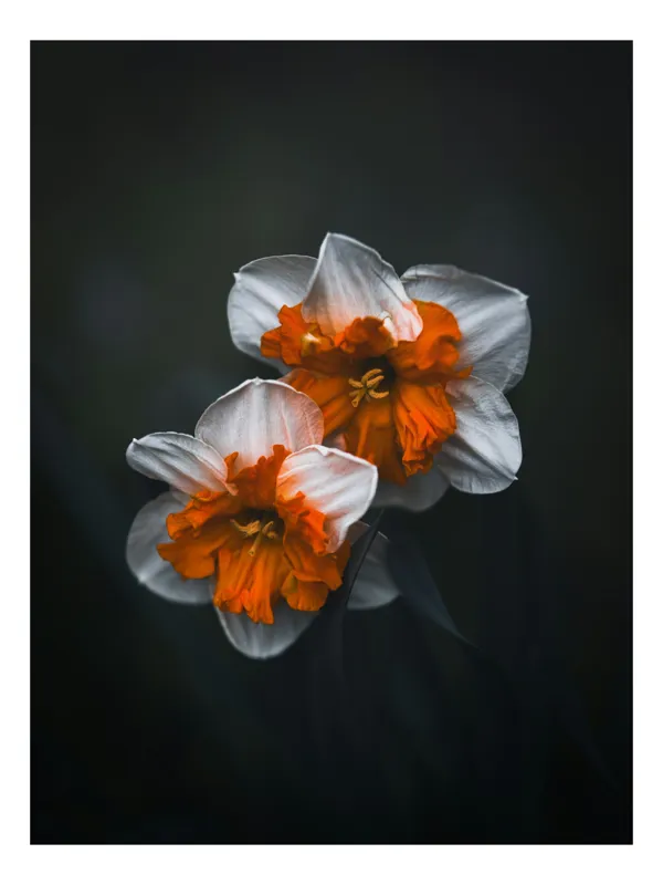 Tablou Canvas Flori de Narcisă în Lumină Difuză Artă Naturală, 26 x 39 cm