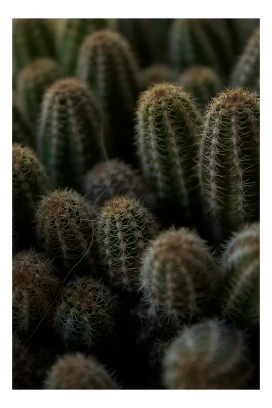 Tablou Canvas Colonie de Cactuși Verde Natural Contrast Textură, 70 x 100 cm