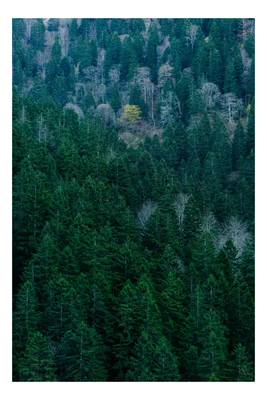 Tablou Canvas Natură Pădure Verde Textură Frunziș, 50 x 90 cm