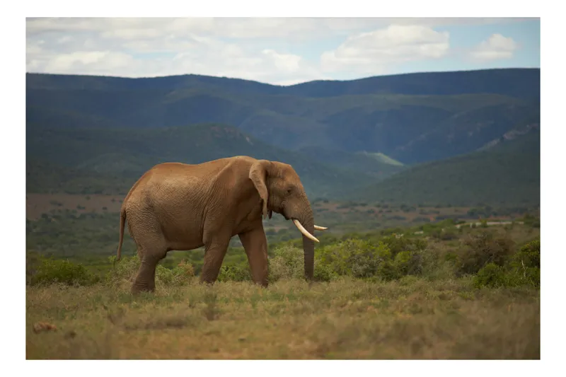 Tablou Canvas Elefant în Savana Africană Peisaj Faună, 100 x 100 cm