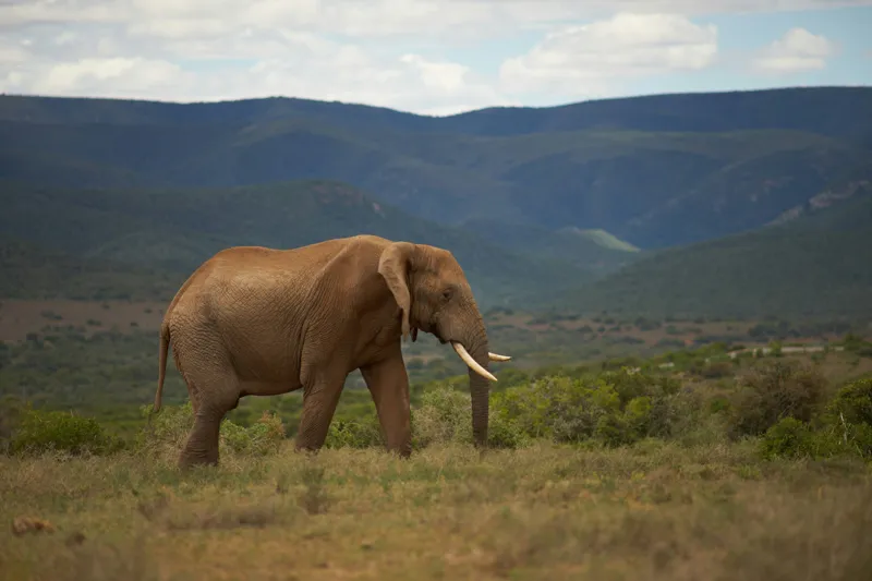 Tablou Canvas Elefant în Savana Africană Peisaj Faună, 39 x 26 cm – poza 2