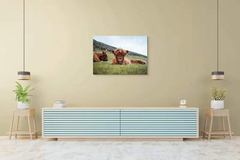 Tablou Canvas Tauri Pufoși Odihnindu-se pe Câmp, 100 x 70 cm – poza 4