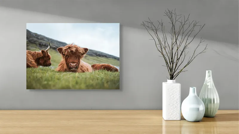 Tablou Canvas Tauri Pufoși Odihnindu-se pe Câmp, 54 x 39 cm – poza 3