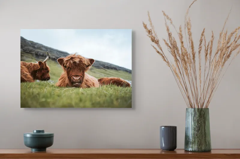 Tablou Canvas Tauri Pufoși Odihnindu-se pe Câmp, 54 x 39 cm – poza 4