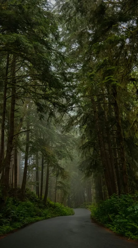 Tablou Canvas Pădure Misterioasă și Cărare în Natură, 50 x 90 cm – poza 2