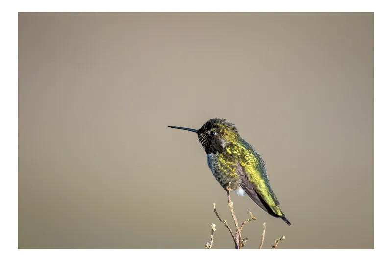Tablou Canvas Colibri pe crenguță solitară, Artă Naturală, 100 x 100 cm