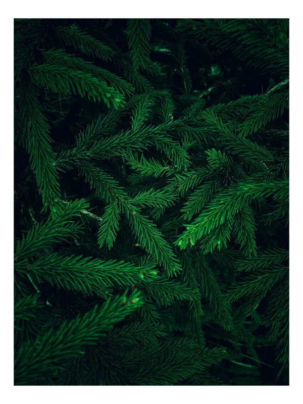 Tablou Canvas, "Verde infinit în ramuri dese", Verde, Densitate, Textură, Frunziș, Natură, Profunzime, Mister, Viu, 100 x 100 cm