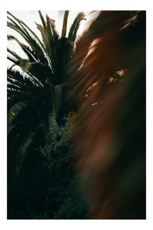 Tablou Canvas Frunziș tropical în lumina apusului, 26 x 39 cm