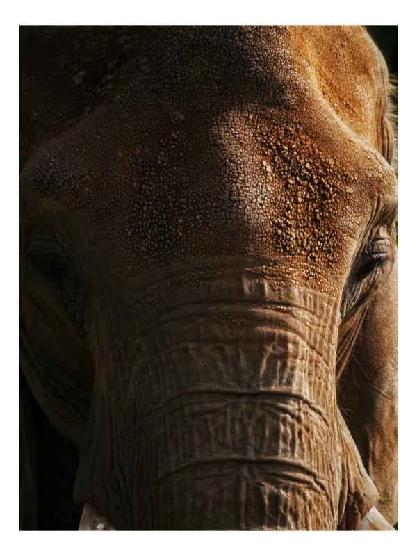 Tablou Canvas Elefant Bătrân cu Trunchi și Riduri, 50 x 50 cm
